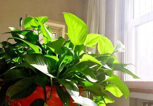 春暖花开， 施肥也要讲究时机