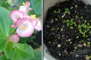 法师小苗种植和养护的点点滴滴