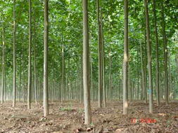 木材价格波动的原因