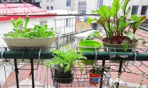 一、青江菜和油麦菜：快速收获，简单种植