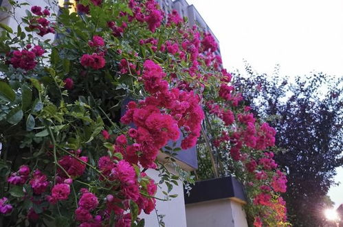 花草治愈人心，露台上的小确幸