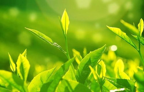 催芽， 不是随便说说