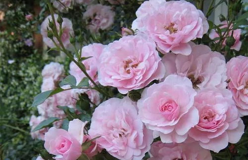 盲目掰脚芽， 小心适得其反