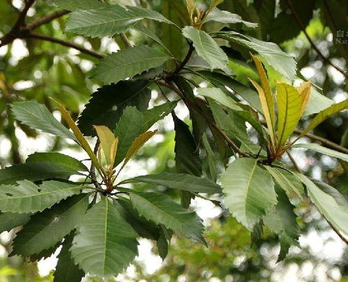 枇杷是常绿植物，属于蔷薇科