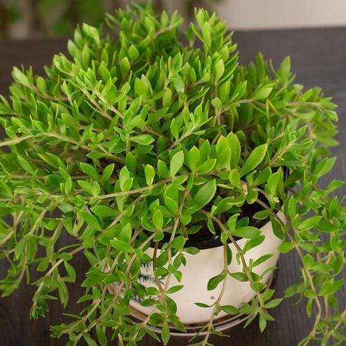 搞中草药盆栽，简单易学的小窍门，快来试试吧！