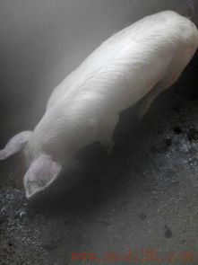 猪呕吐常见疾病有哪些及如何针对性治疗？