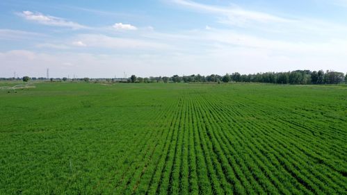 美国的草甘膦大厂子