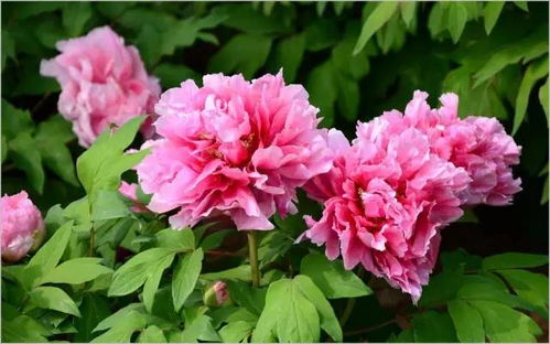 芍药花象征富贵、繁荣，如何简单处理使其保持鲜艳