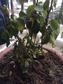 买回来玫瑰花苗，怎么种才嫩活呀？