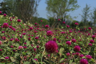喜光耐湿的花卉种类