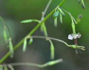 福王草营养药用价值探秘