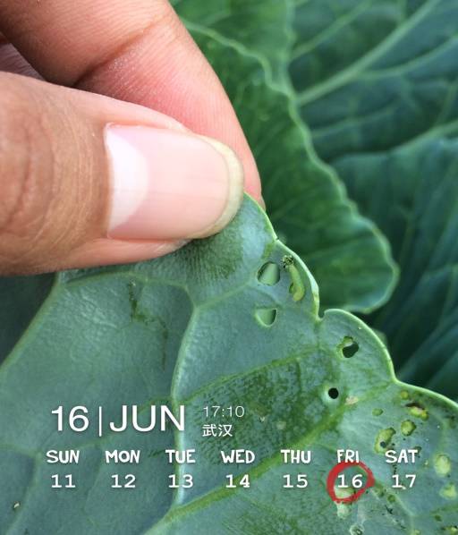 百菌清的奇妙之旅