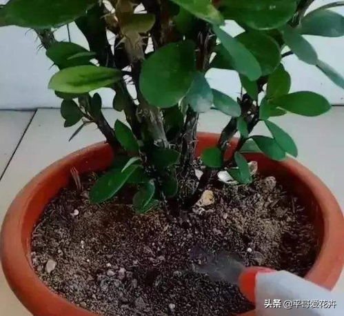 土壤的酸碱度与选择