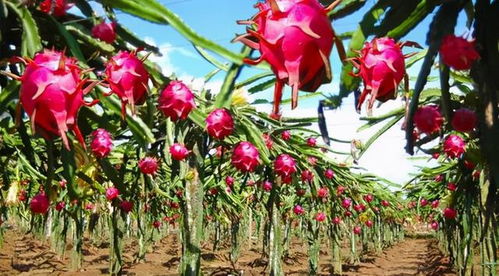 从火龙果幼苗开始， 一步步走向丰收