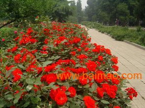 丰花月季：城市道路美化的宠儿