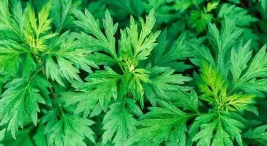 艾草可能引起皮肤过敏、中毒等危害