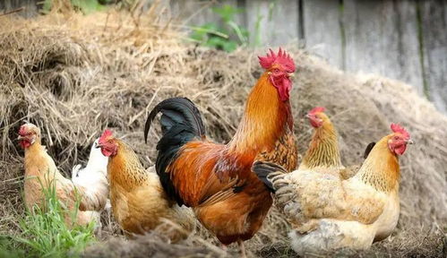 鸡感染沙门氏菌用什么抗生素治疗，鸡咳嗽时应该使用什么药物缓解症状？