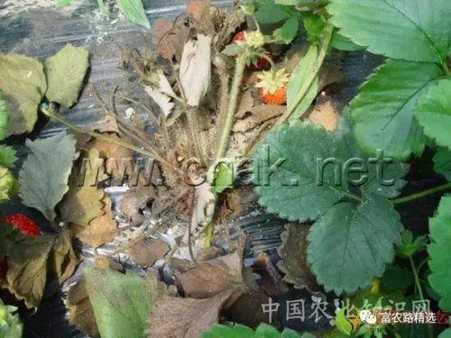 杜鹃花枯萎病是真菌引起的病害，会导致植株枯萎死亡