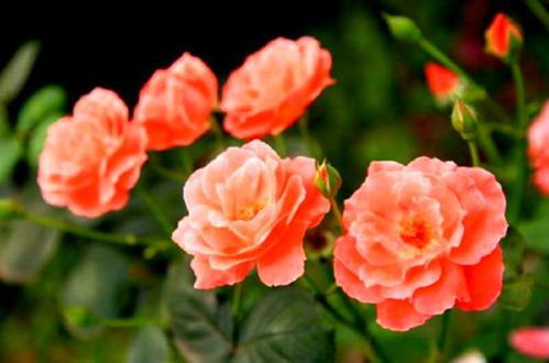 假日公主月季的优点：