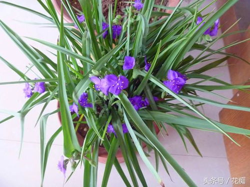 小地丁移栽五步走：园艺师亲测秘诀