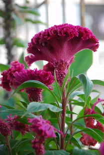 鸡冠花的养护之道