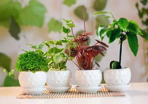 融合10种新植物，谁梗厉害？