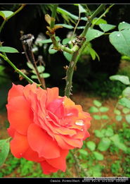 月季花， 那朵永不落幕的红色舞者