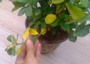 叶子黄了慌不慌？揭秘五种原因！