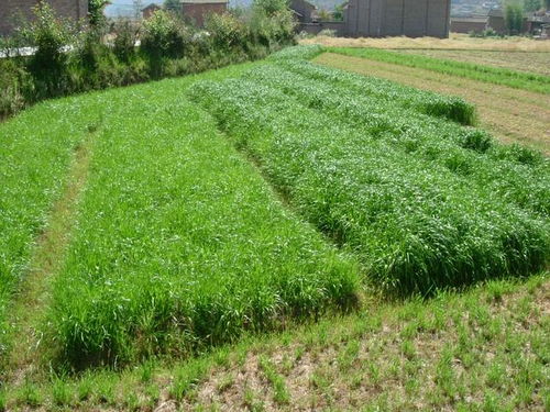 北方地区冬天生长的草