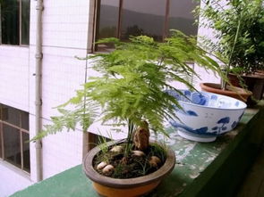 文竹，优雅的绿植