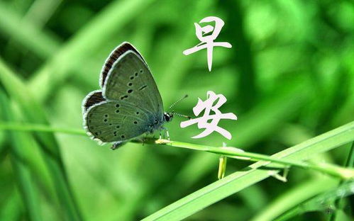 木槿蚜虫如何根治？彻底清除