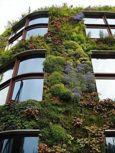 guan与垂直绿化的树种选择，你了解多少？