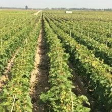 现代化管理和先进技术， 培育出品质卓越的苗木