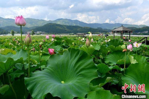 鱼塘边植物推荐
