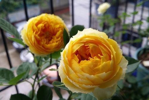 月季花， 花开满园的美丽