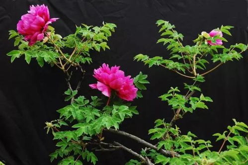 “国色天香牡丹艳，花开富贵谁家院