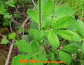 五叶草的神奇功效和药用价值具体有哪些