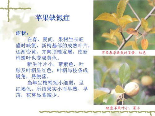 叶面施肥和喷药， 保花保叶的秘密武器