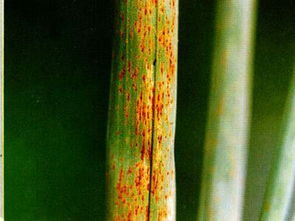 竹秆锈病防治，生物手段的奇妙之旅