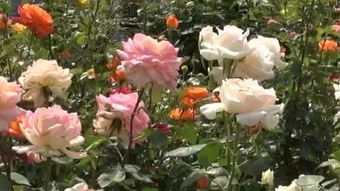 月季花与多色棒棒糖：一场色彩盛宴的邂逅