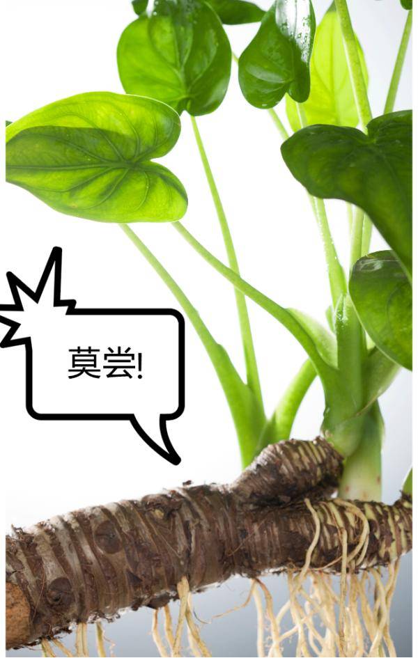 芋头发芽的奇妙之旅