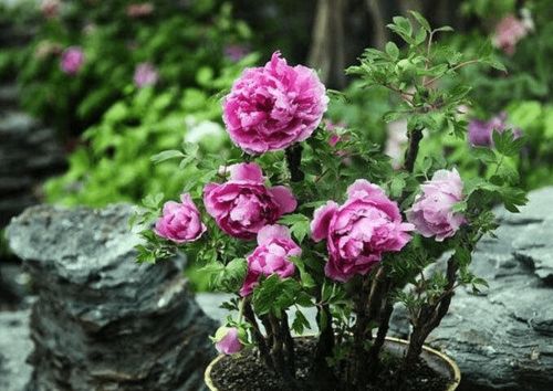 牡丹老桩如何种植和养护才能保证其开花旺盛
