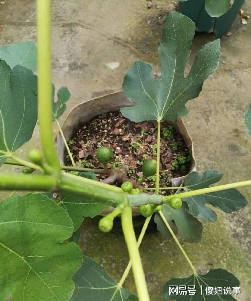 盆栽无花果夏季如何修剪？如何保证果实丰硕