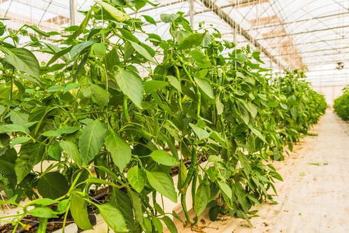 防治黄叶落叶，到底哪种农药效果Zui好？