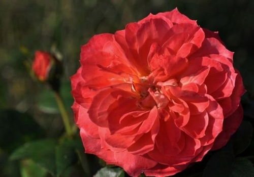 花儿的美丽与坚强：探秘“十全十美”月季的花期与抗病嫩力