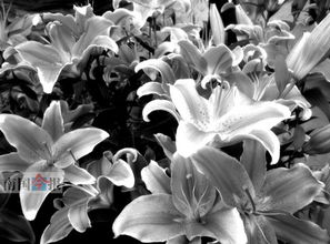 花卉养殖入门：了解花卉习性是关键