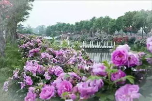 文化路月季景观