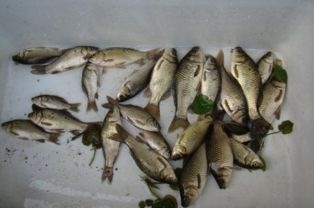 我国禁用的鱼类农药和国家禁用的钓鱼小药种类有哪些？