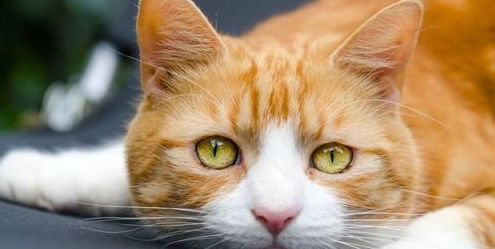 猫咪肥胖问题日益严重，了解其定义和背景