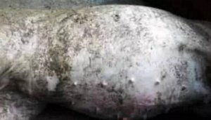 如何有效防治保育仔猪魏氏梭菌病，保障养殖效益